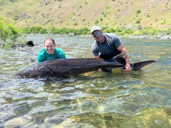 Hell Bound Sport Fishing Steelhead Sturgeon And Bass Fishing In